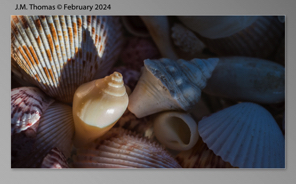 Macro Shells Feb 2024-14.jpg